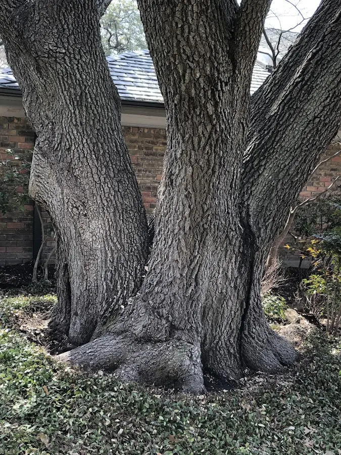 Mature heritage tree close to a Fowlerville property cared for by certified arborists